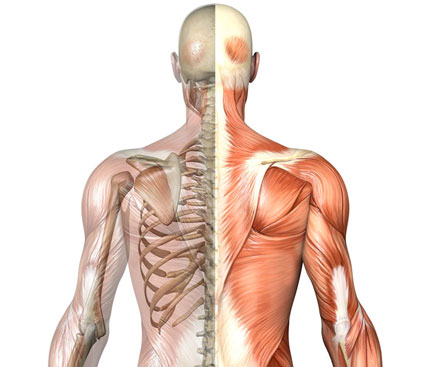 Musculo skeletal check up - Skelleton
